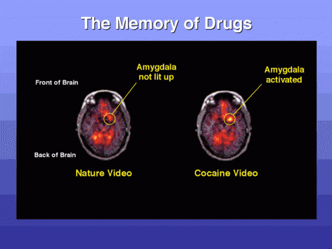 Cocaine Memory Of Drugs